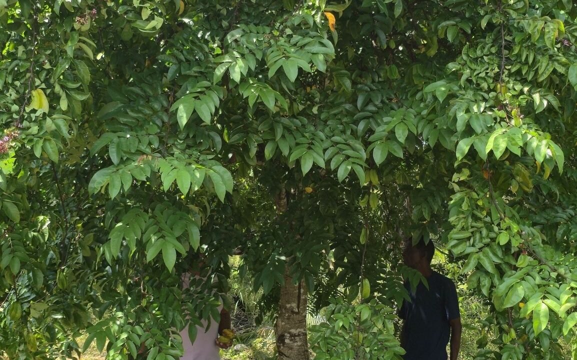 PR-L131-Start-Fruit-Tree-rotated