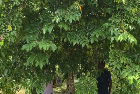 PR-L131-Start-Fruit-Tree-rotated