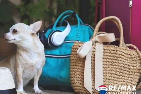 3381_petfriendly