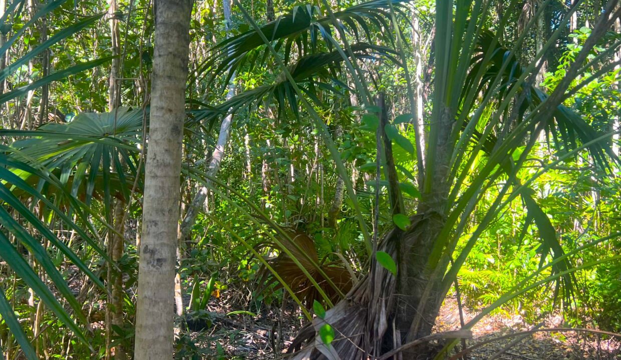 Affordable Belize Land _ Parcel 52 Serenity Corozal