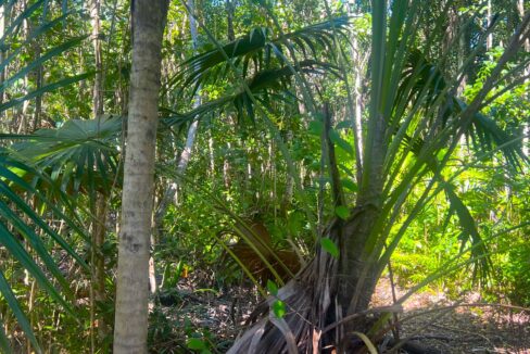 Affordable Belize Land _ Parcel 52 Serenity Corozal