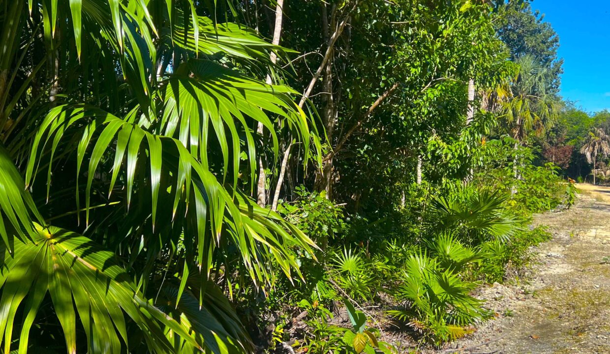 Belize Off-Grid Property _ Serenity Village Lot 52