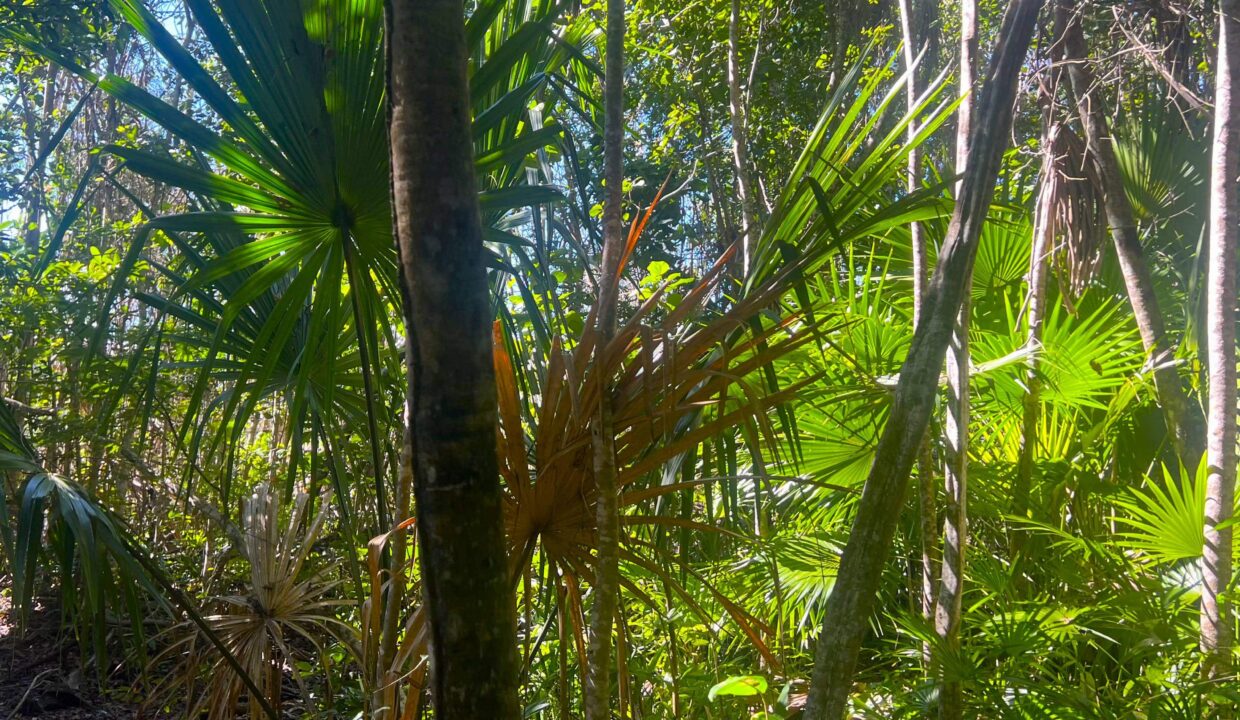 Northern Belize Land for Sale – Serenity Parcel 52