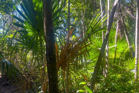 Northern Belize Land for Sale – Serenity Parcel 52
