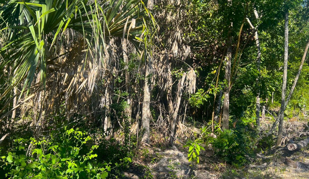 Off-Grid Land Parcel 52 _ Serenity Village, Corozal