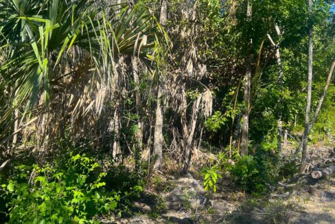 Off-Grid Land Parcel 52 _ Serenity Village, Corozal
