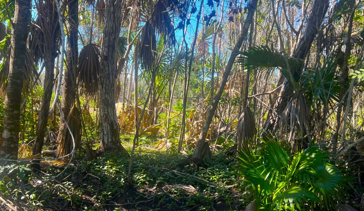 Serenity Village Belize Lot 52 – Near Mexico & Sea