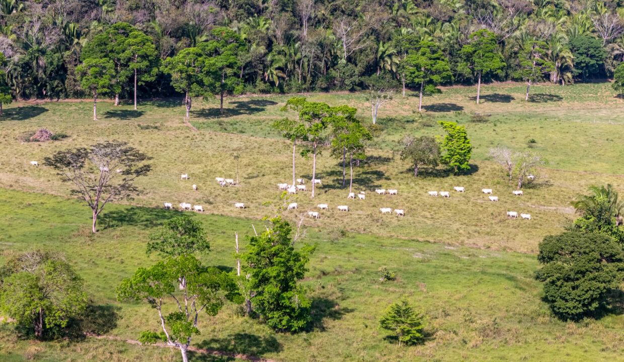 47020Acre20Cattle20Ranch20Punta20Gorda20Toledo20Belize2031
