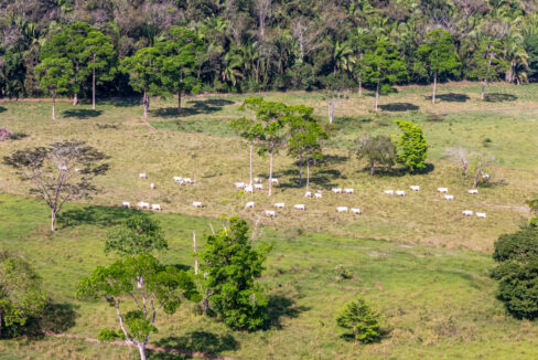47020Acre20Cattle20Ranch20Punta20Gorda20Toledo20Belize2031