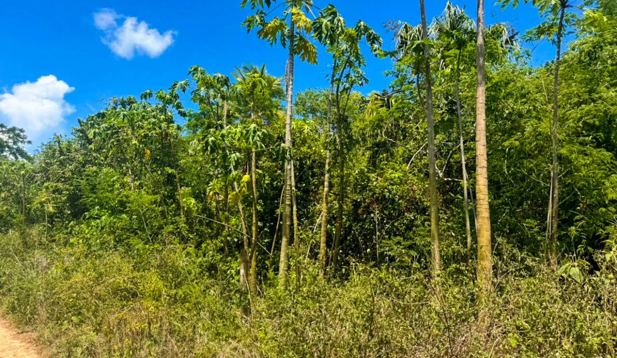 IMG_6419