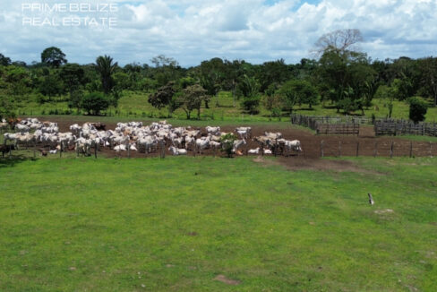 PF0066-Brahman-Cross-Cattle