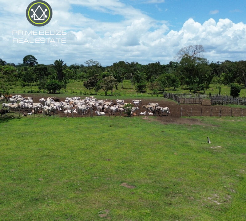 PF0066-Brahman-Cross-Cattle