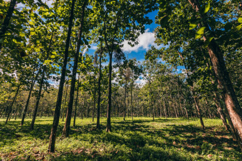 Sirmoor20Hill20Ranch20Estate20Toledo20Belize2035