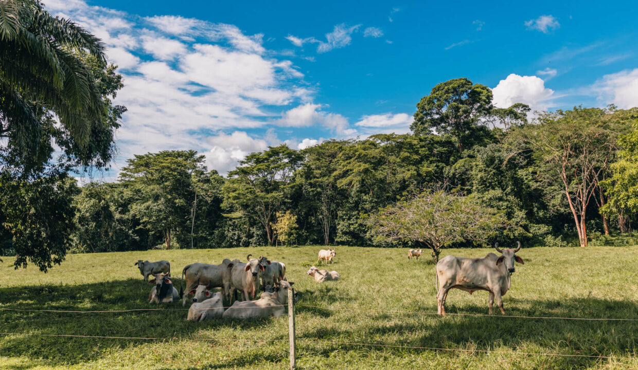 Sirmoor20Hill20Ranch20Estate20Toledo20Belize2036