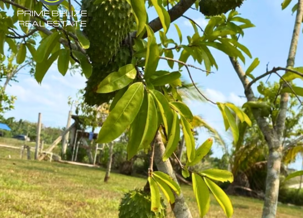 PH0072-soursop-fruit-tree