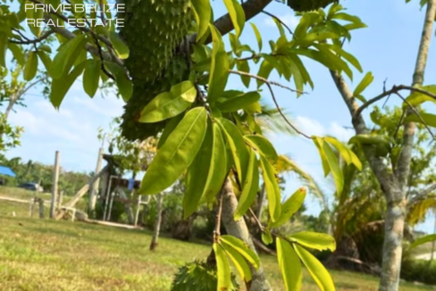 PH0072-soursop-fruit-tree
