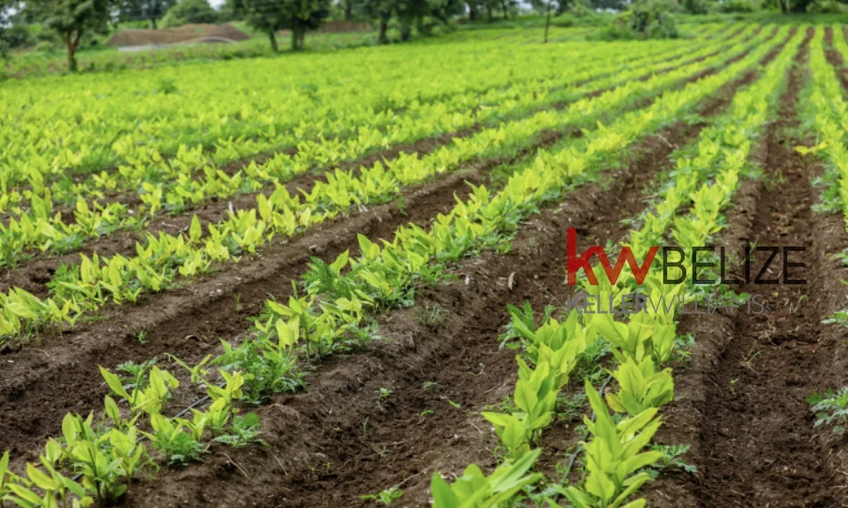 kellerwilliamsbelize-b272412pg-02