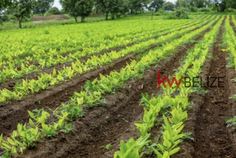kellerwilliamsbelize-b272412pg-02