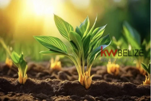 kellerwilliamsbelize-b272412pg-03