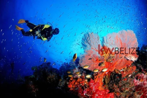 kellerwilliamsbelize-c222501sp-19
