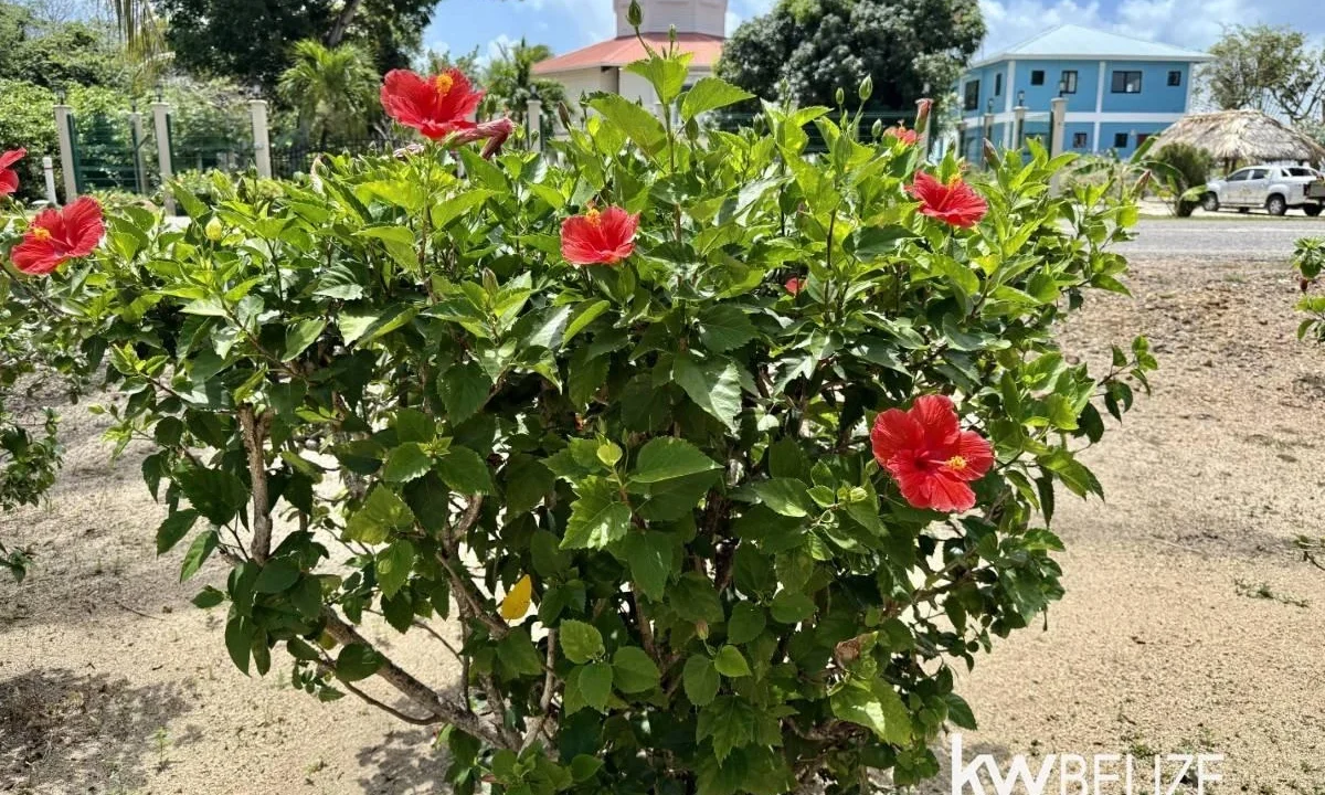 kellerwilliamsbelize-h2109-59