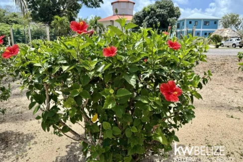 kellerwilliamsbelize-h2109-59