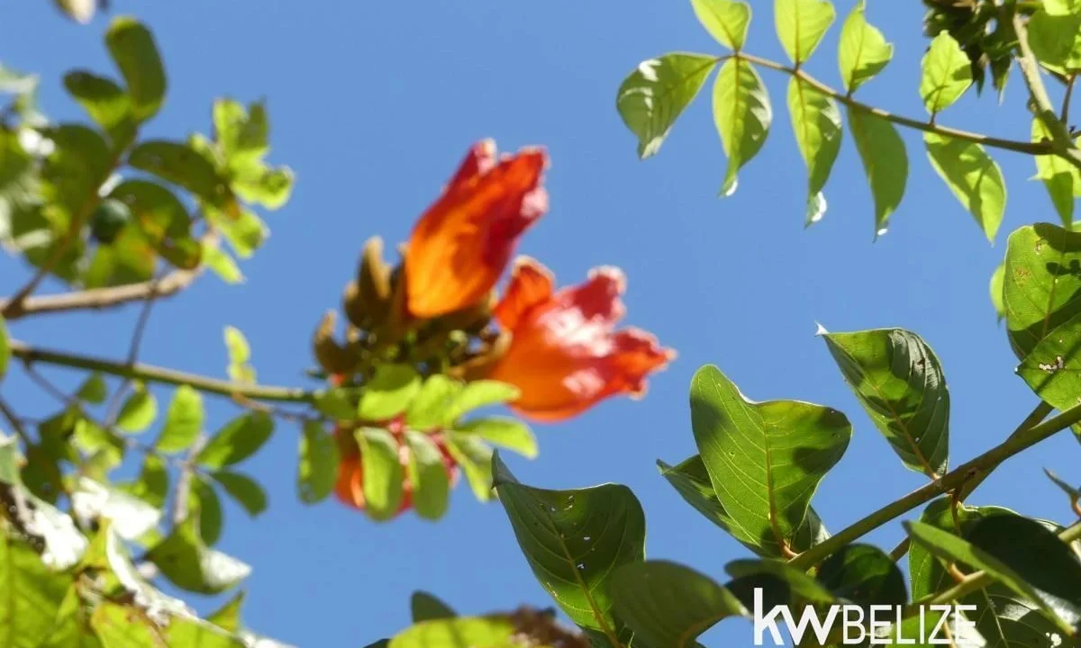 kellerwilliamsbelize-h2127-48