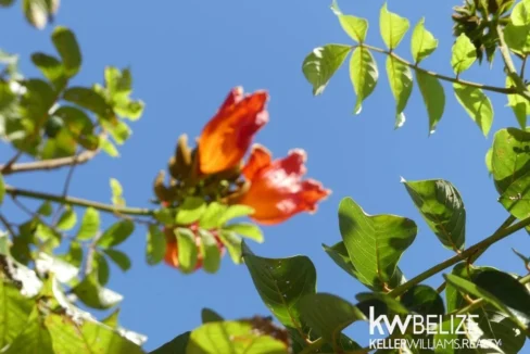 kellerwilliamsbelize-h2127-48