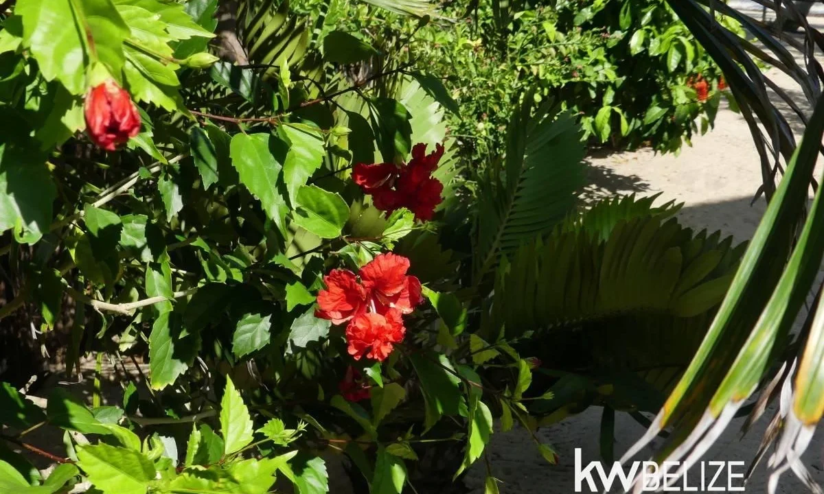 kellerwilliamsbelize-h2127-50