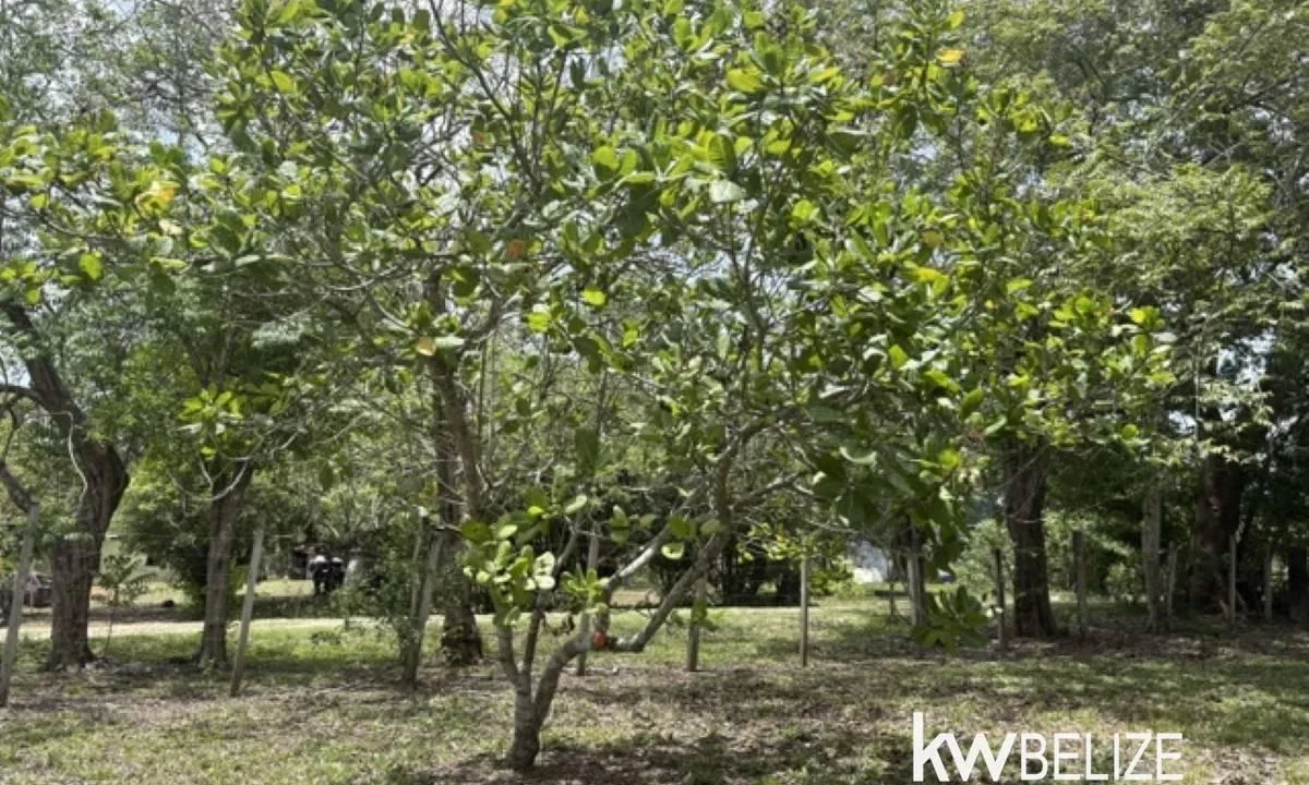 kellerwilliamsbelize-lr022607b-19