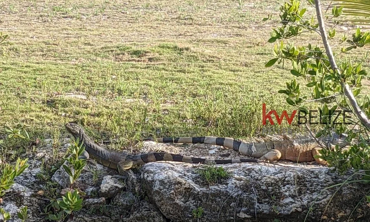 kellerwilliamsbelize-aw282307cz-16