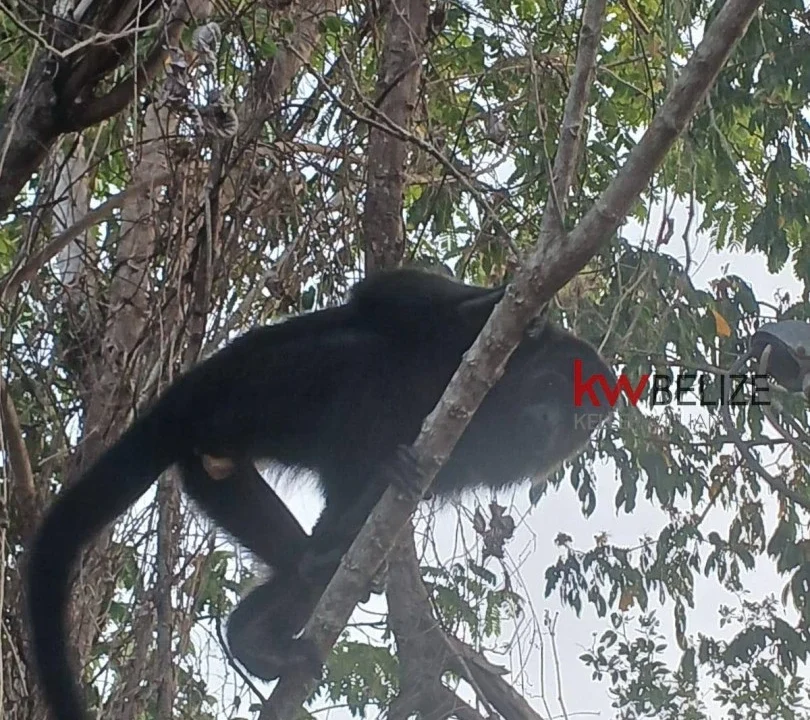 kellerwilliamsbelize-c182406bl-05