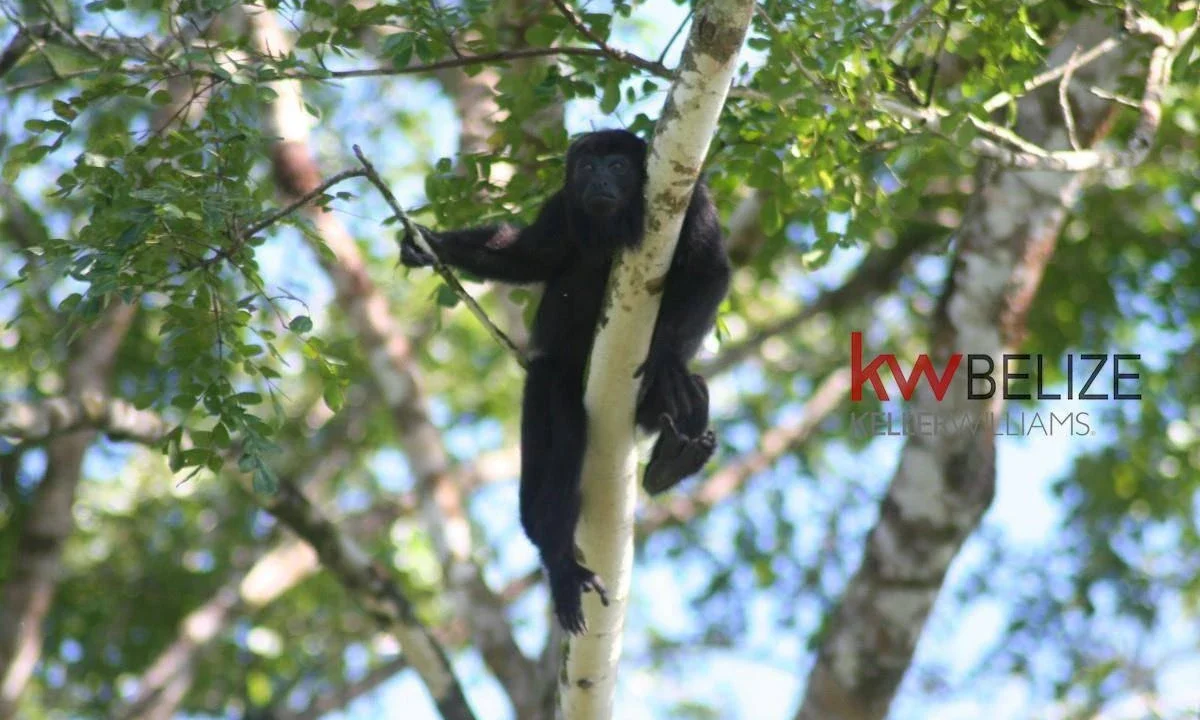 kellerwilliamsbelize-h182406bl-11