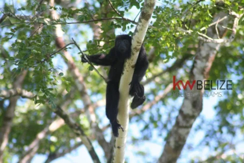kellerwilliamsbelize-h182406bl-11