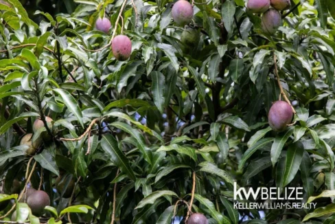 kellerwilliamsbelize-h192508sl-32