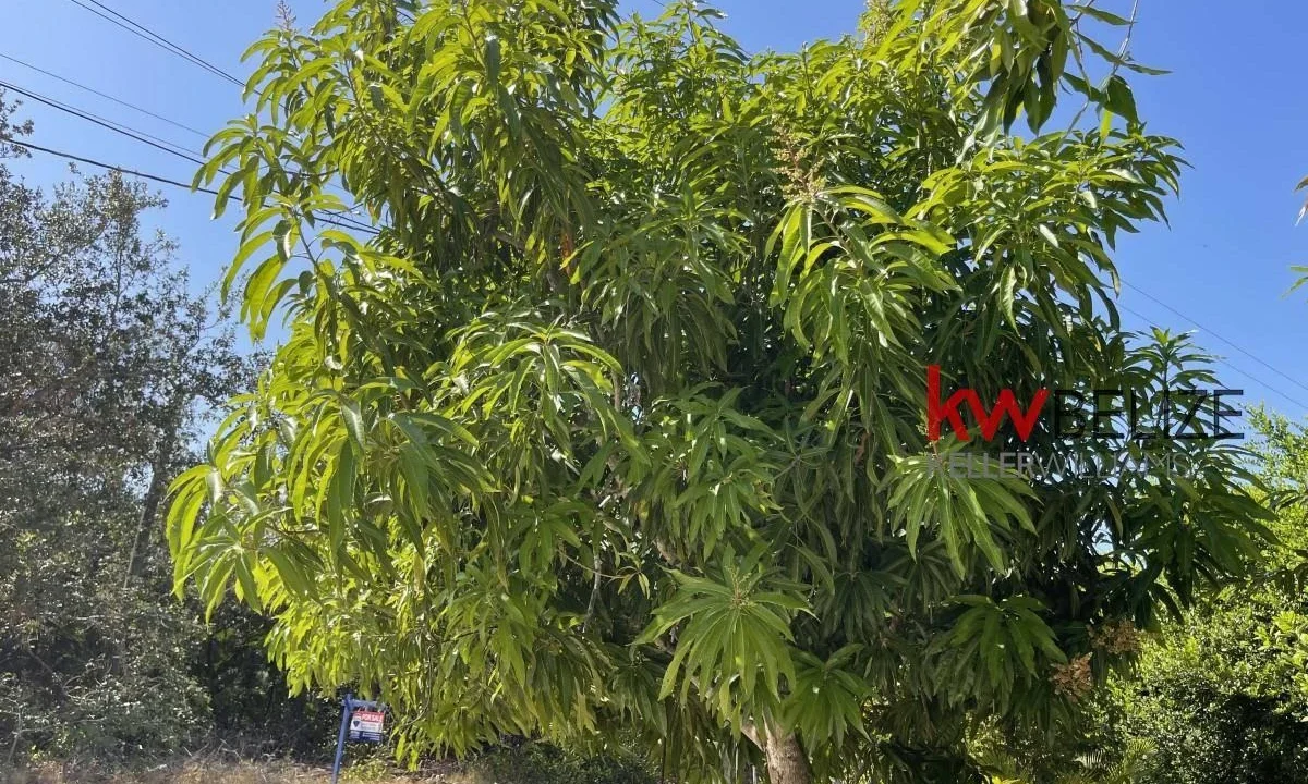 kellerwilliamsbelize-h2090-36