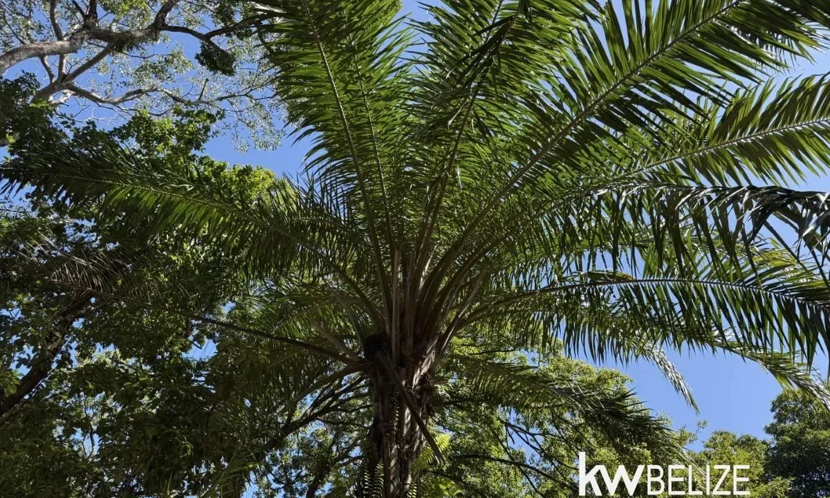 kellerwilliamsbelize-h2126-26