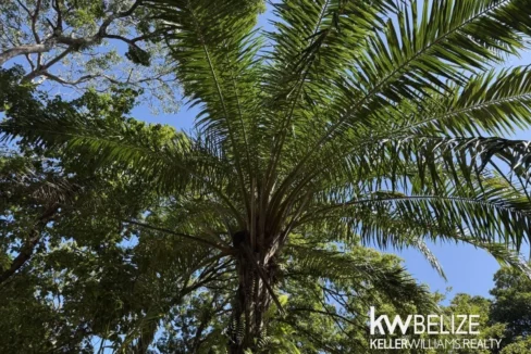 kellerwilliamsbelize-h2126-26
