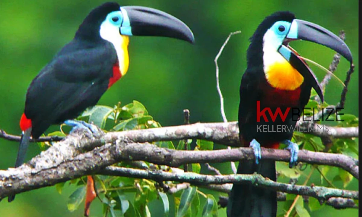 kellerwilliamsbelize-hc182406bl-10