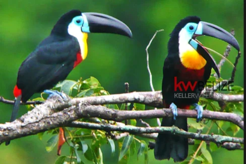 kellerwilliamsbelize-hc182406bl-10