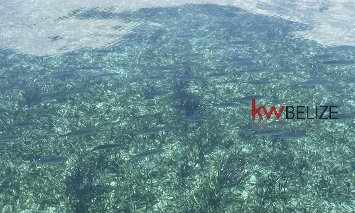 kellerwilliamsbelize-i2082-05