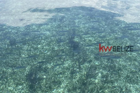 kellerwilliamsbelize-i2082-05
