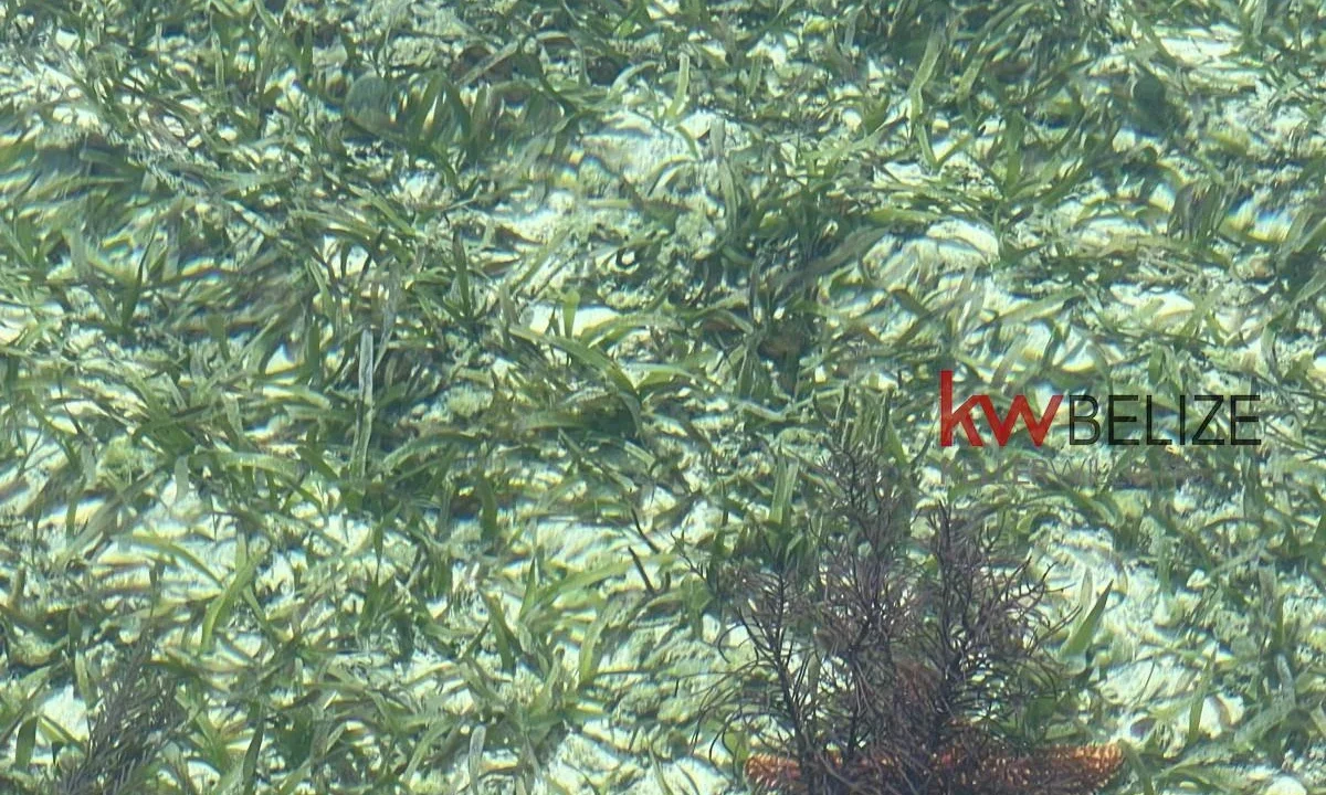 kellerwilliamsbelize-i2082-24