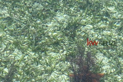 kellerwilliamsbelize-i2082-24