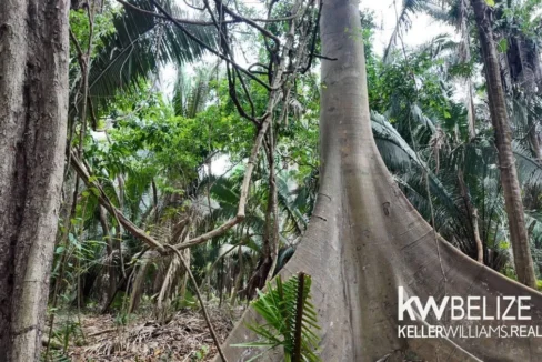 kellerwilliamsbelize-l012606sg-01