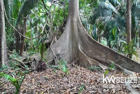 kellerwilliamsbelize-l012606sg-06