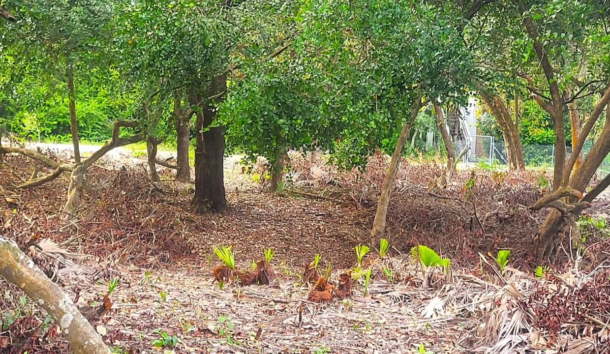 kellerwilliamsbelize-l1023-10