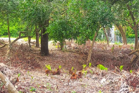 kellerwilliamsbelize-l1023-10
