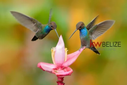 kellerwilliamsbelize-l232203bc-12