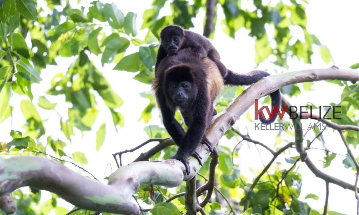 kellerwilliamsbelize-l232203bc-13